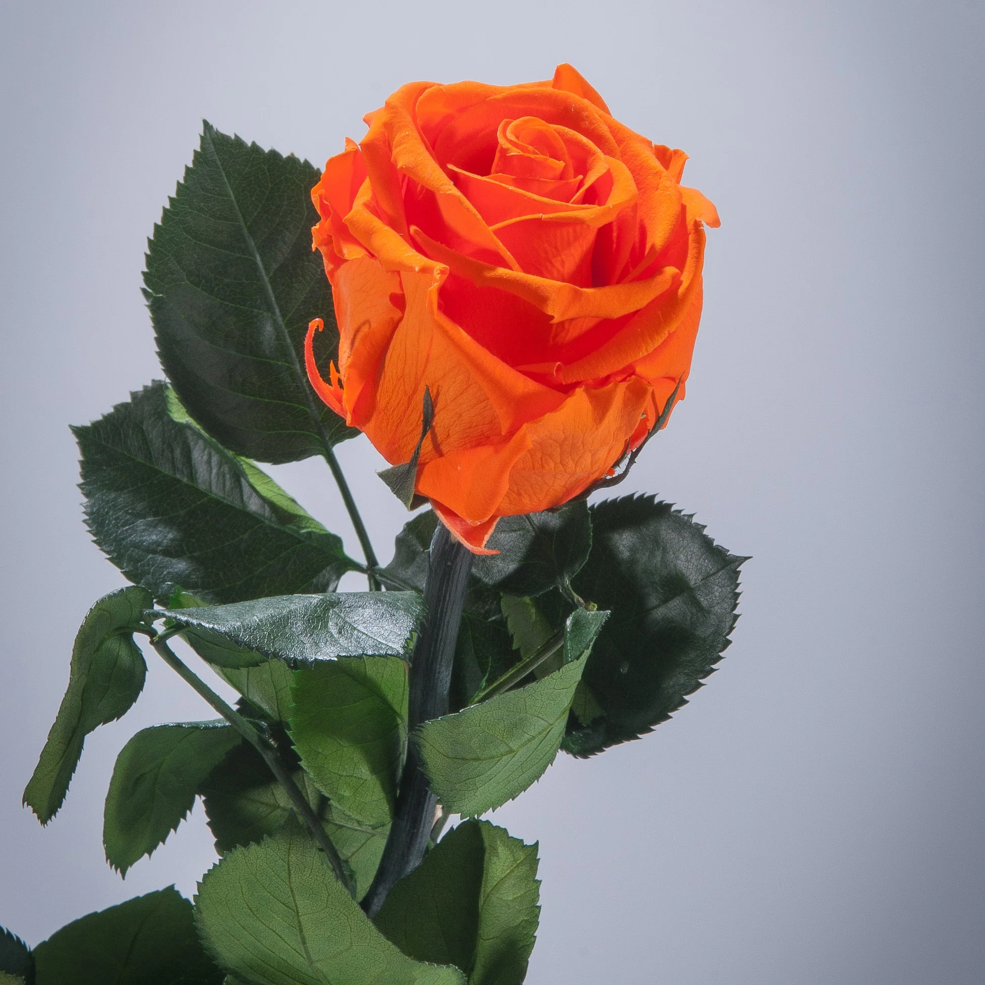 6 Premium Roses In Gift Box - Image 11