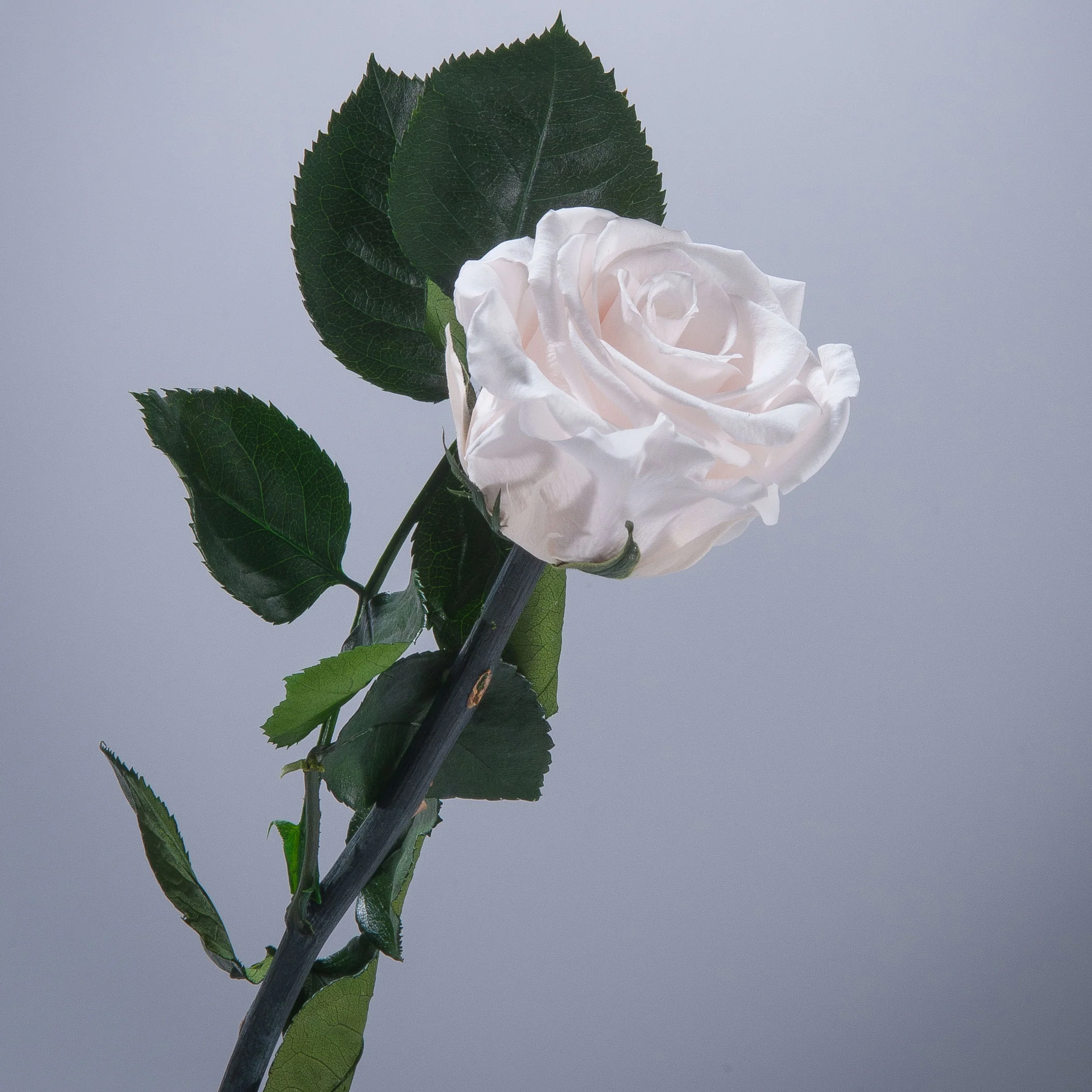 6 Premium Roses In Gift Box - Image 14
