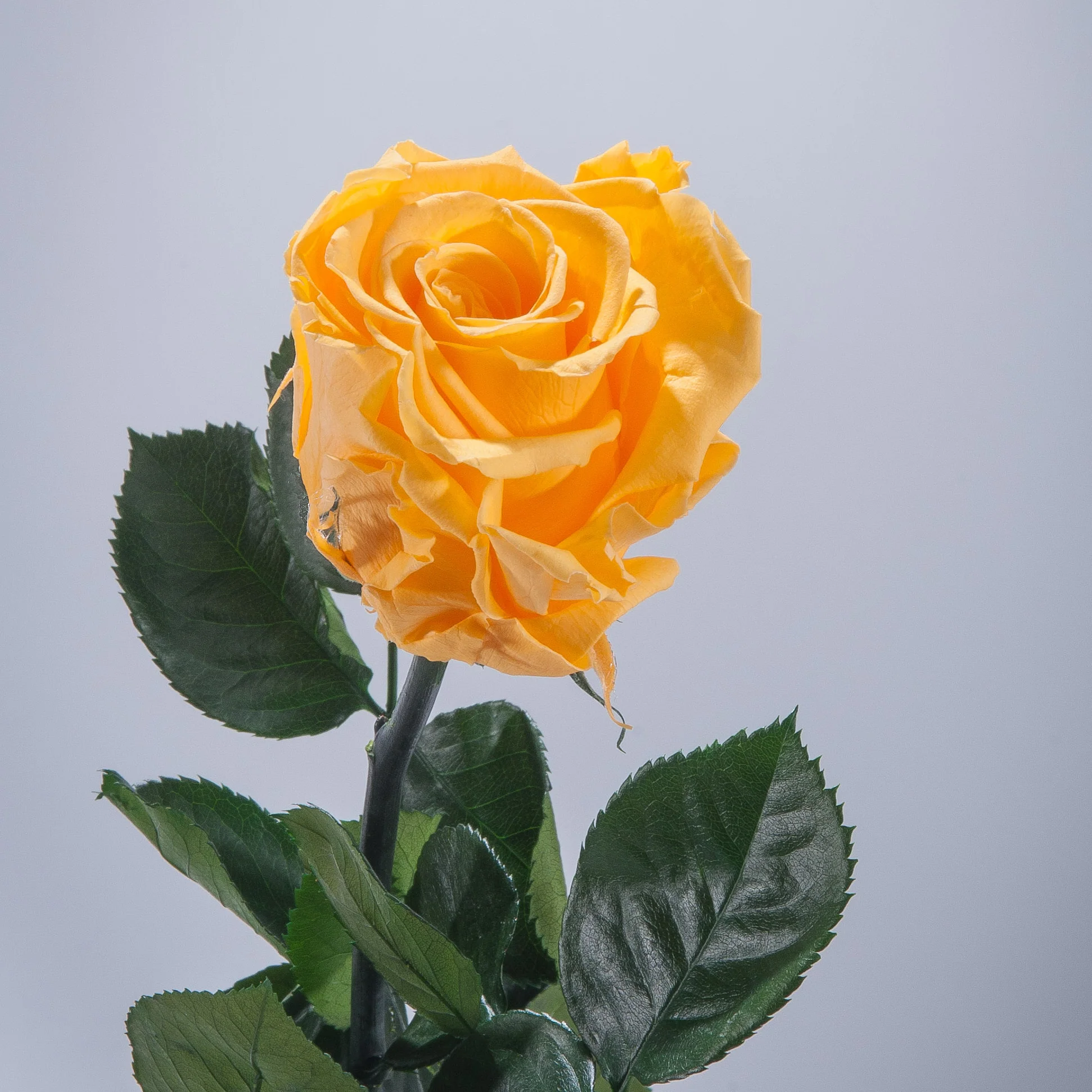 6 Premium Roses In Gift Box - Image 15
