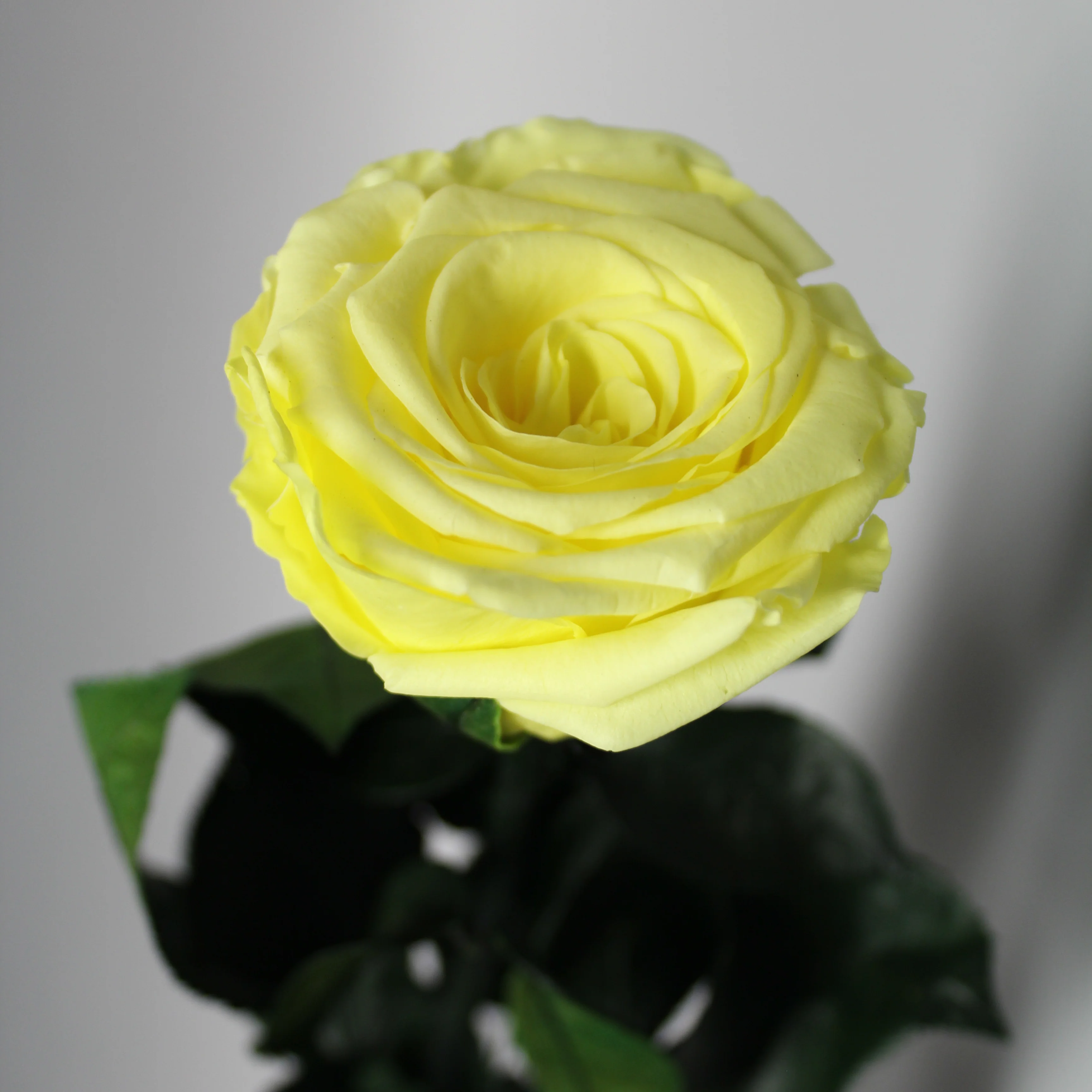 6 Premium Roses In Gift Box - Image 16