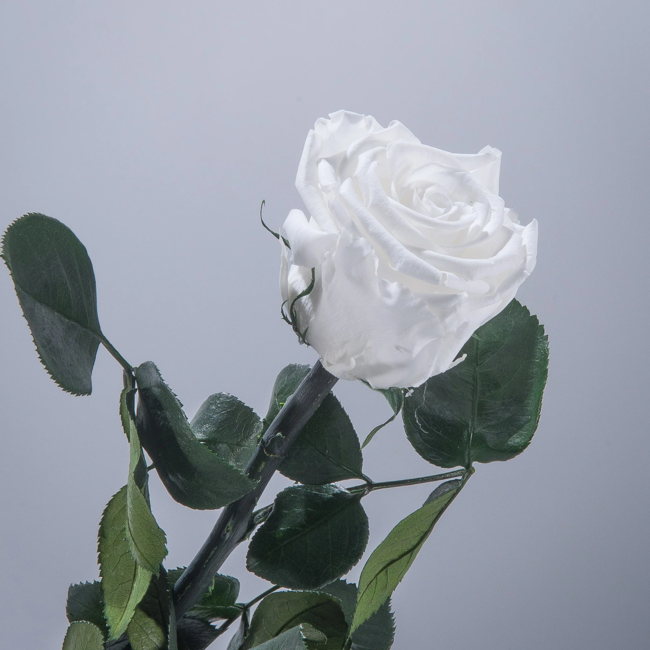 6 Premium Roses In Gift Box - Image 17