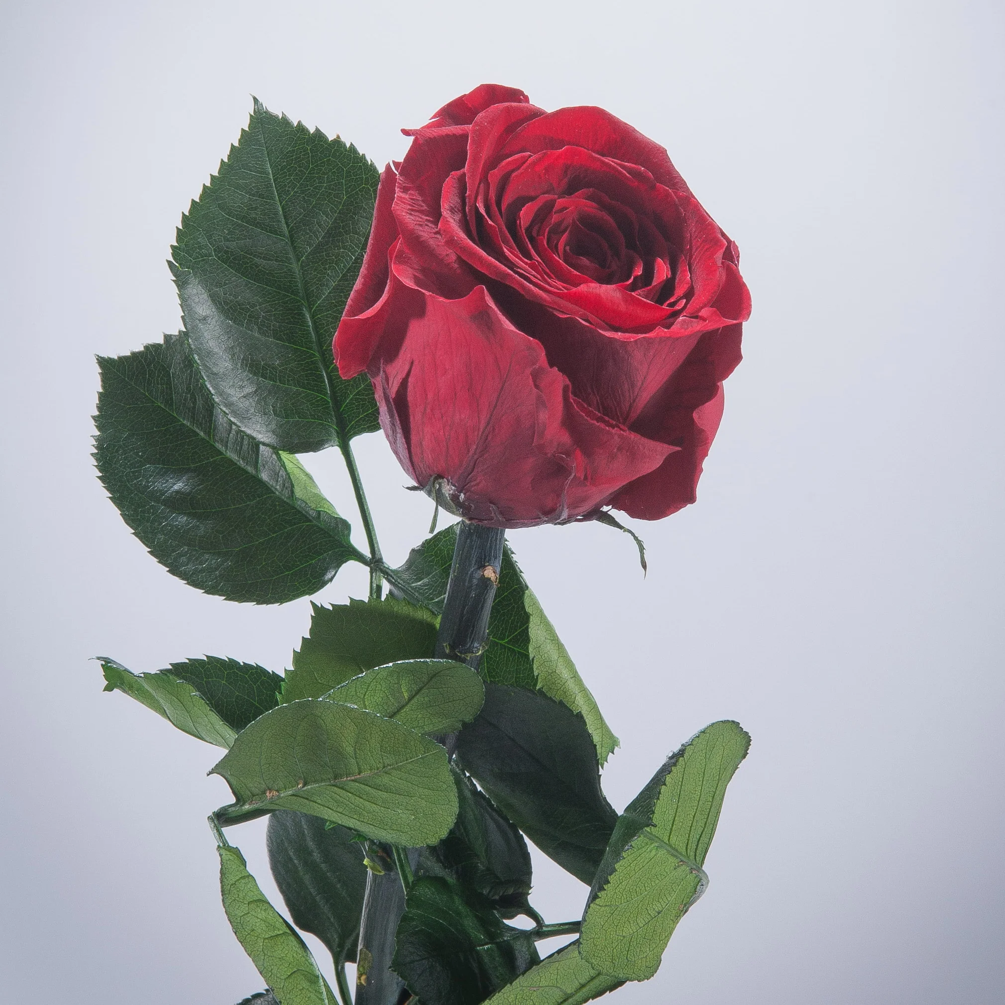 6 Premium Roses In Gift Box - Image 8