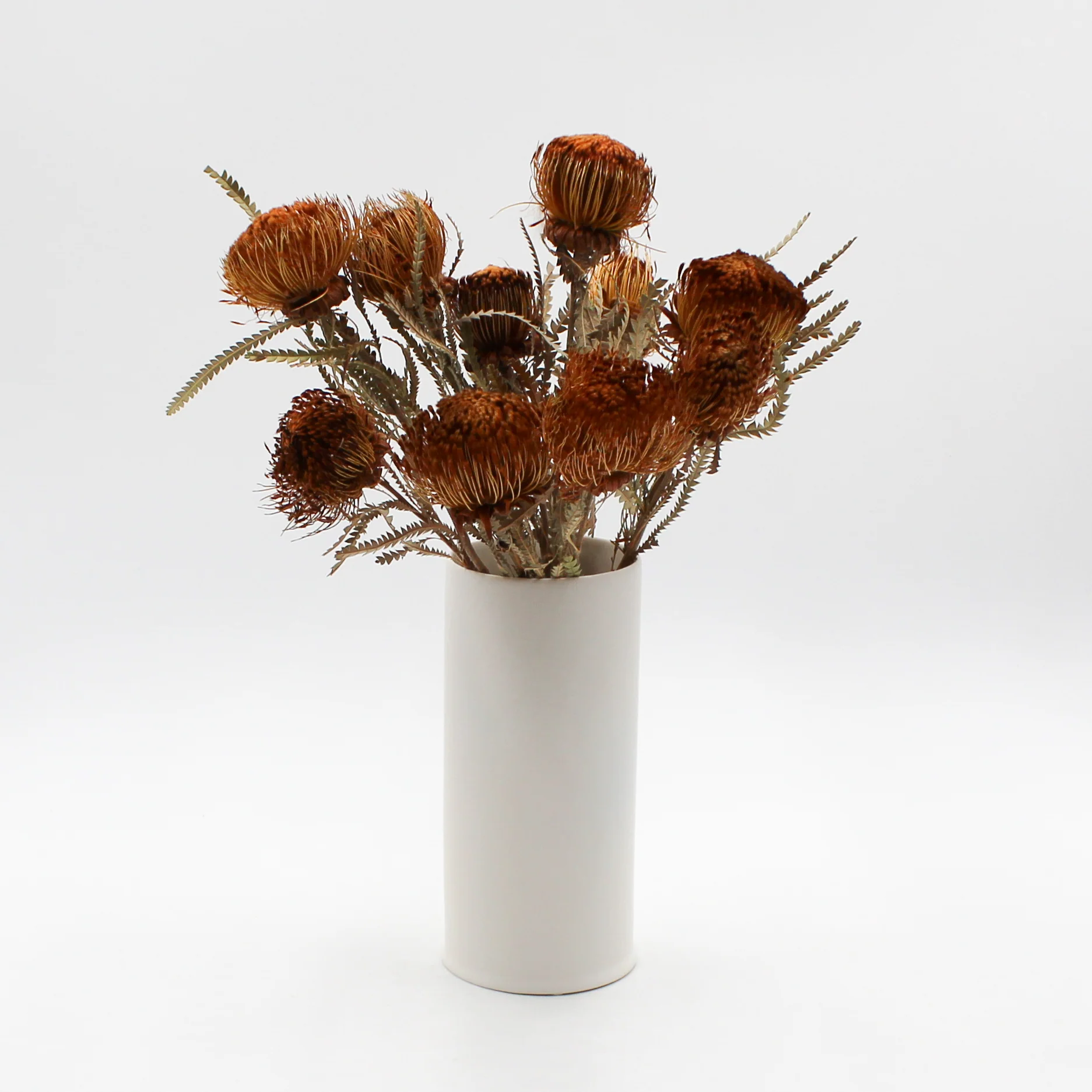 Banksia Dryandra Dried Flowers - Image 3