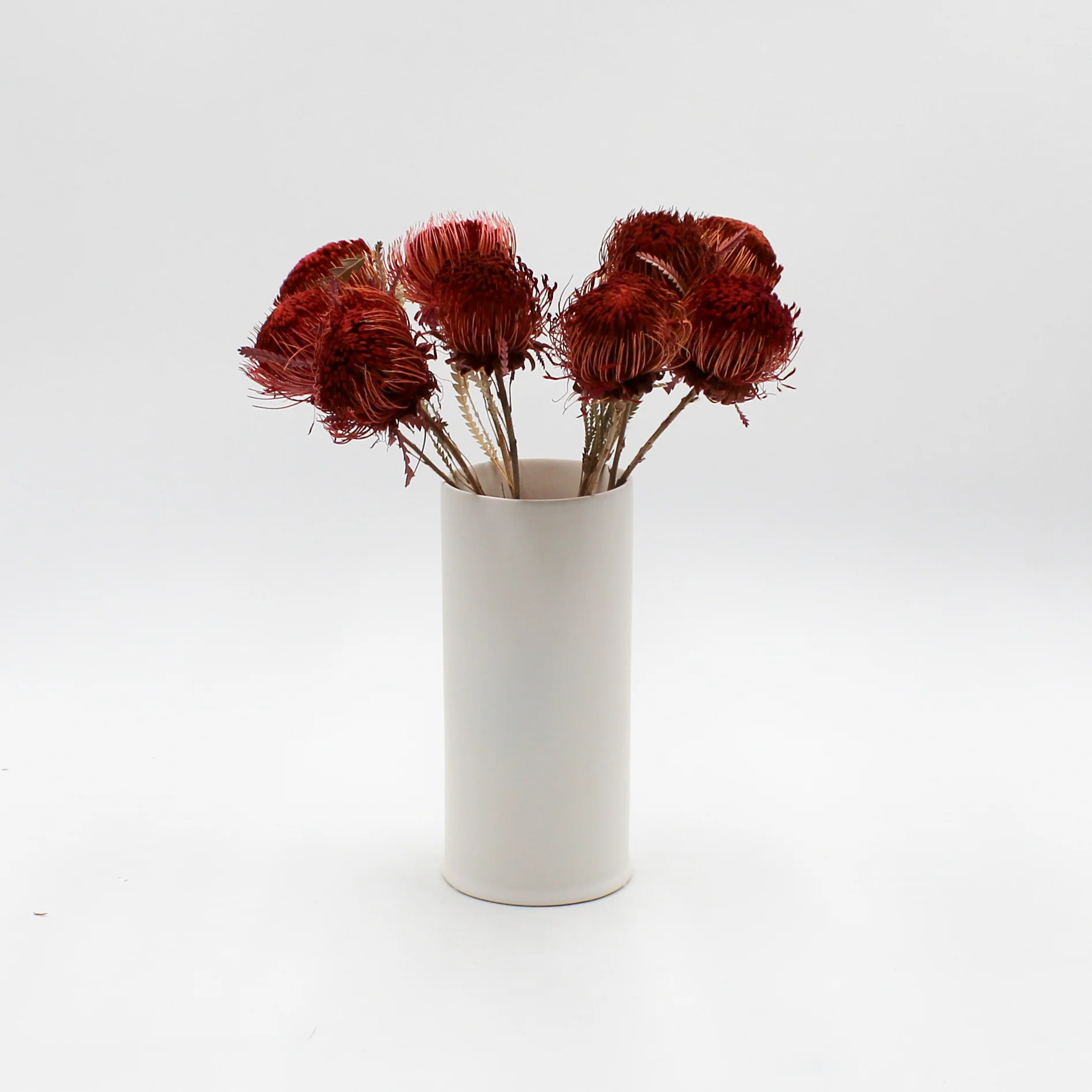 Banksia Dryandra Dried Flowers - Image 4
