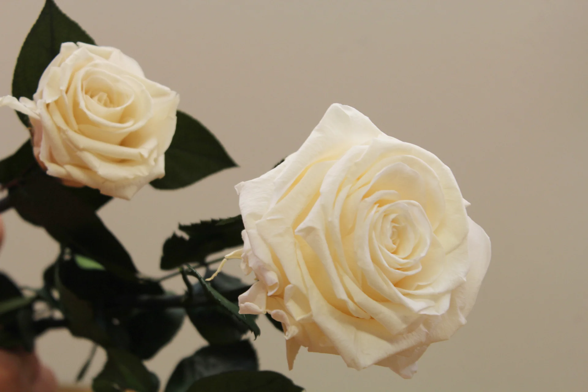 Antique Cream Super Rose - Image 3