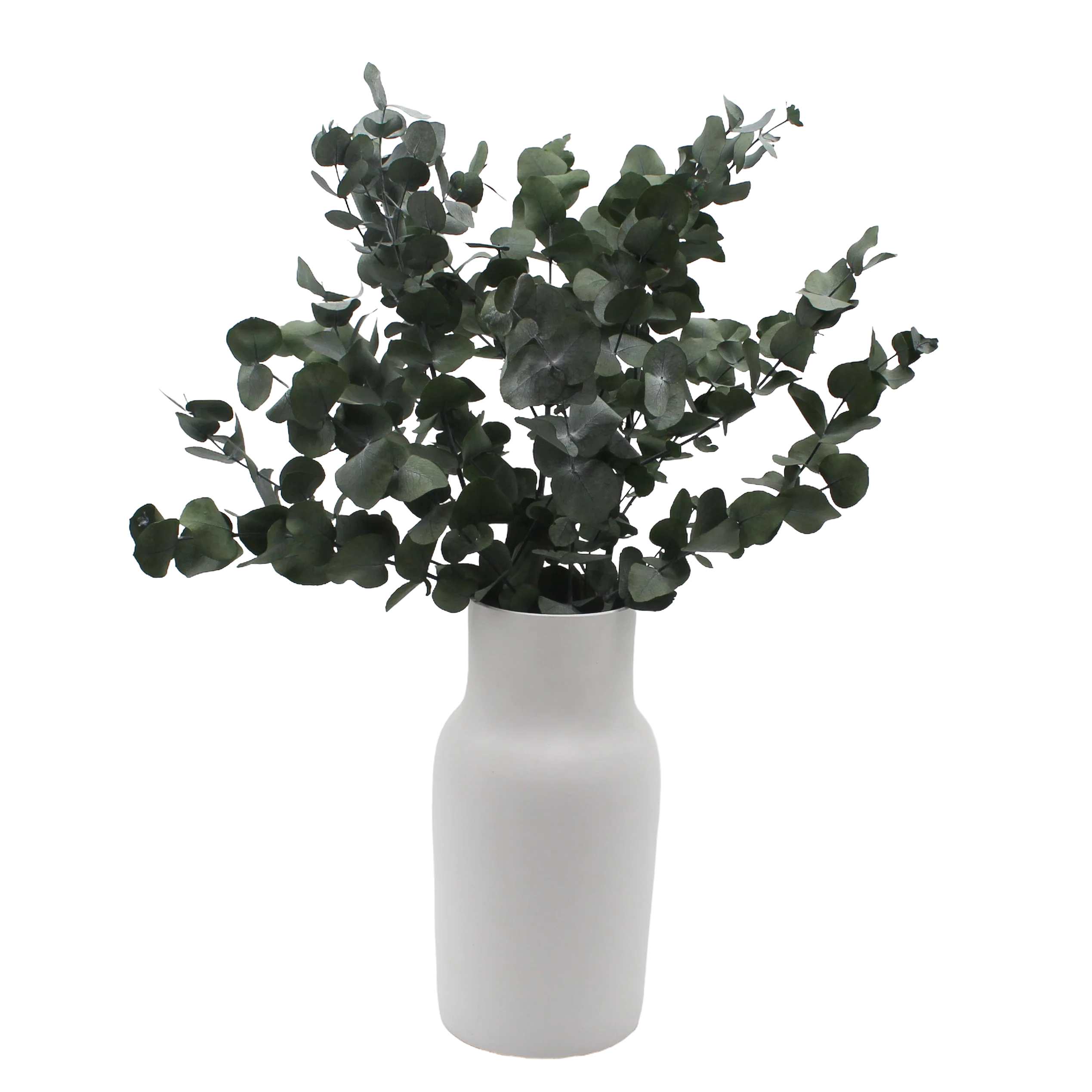 Cinerea Eucalyptus Sprigs