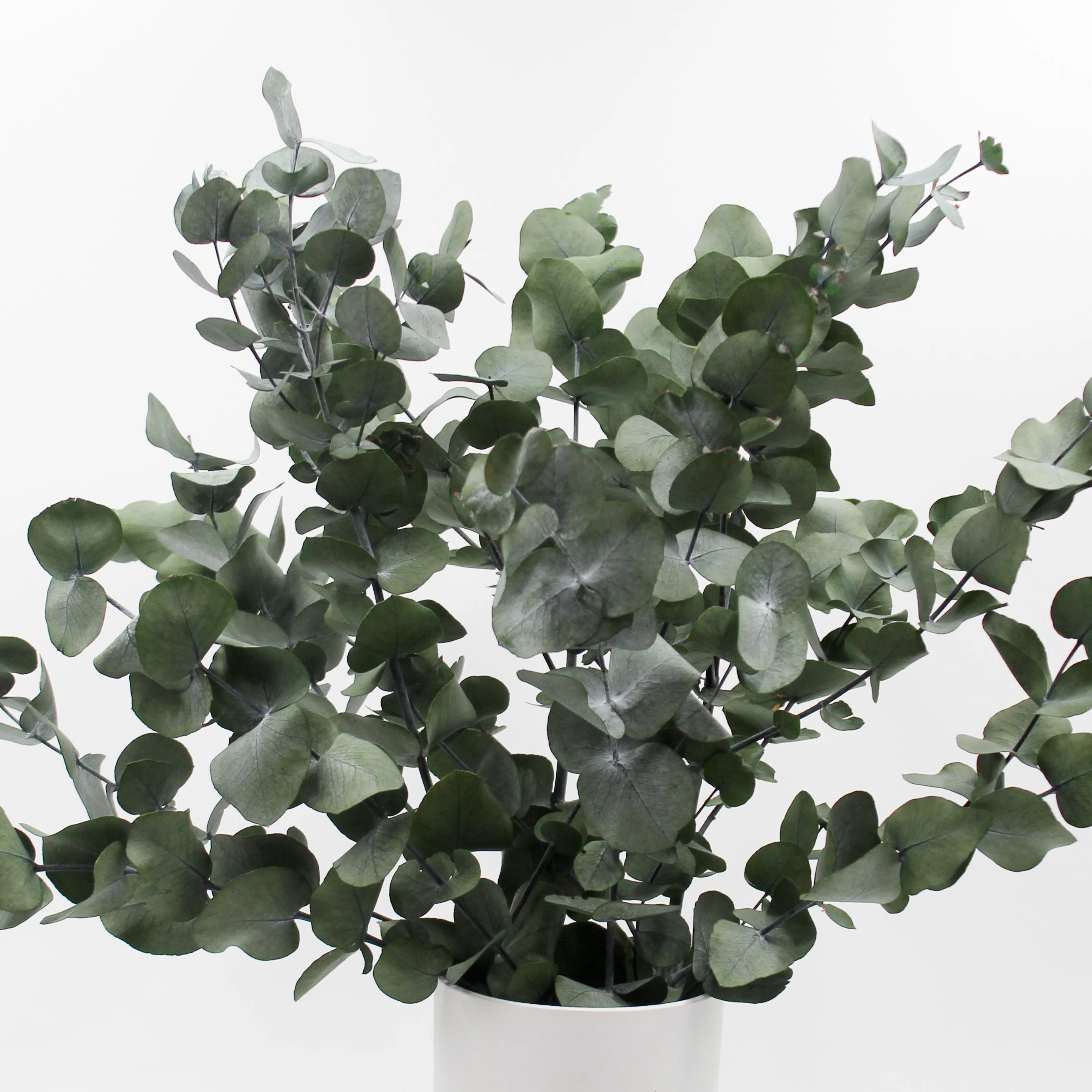 Cinerea Eucalyptus Sprigs - Image 2