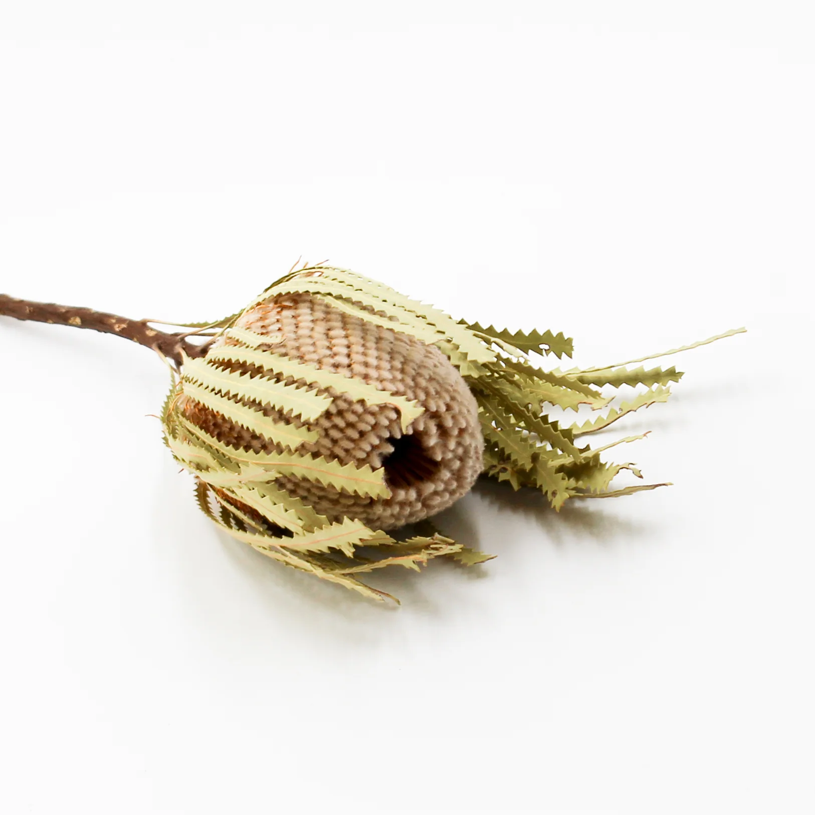 Dried Banksia Hookerana Stem - Image 3