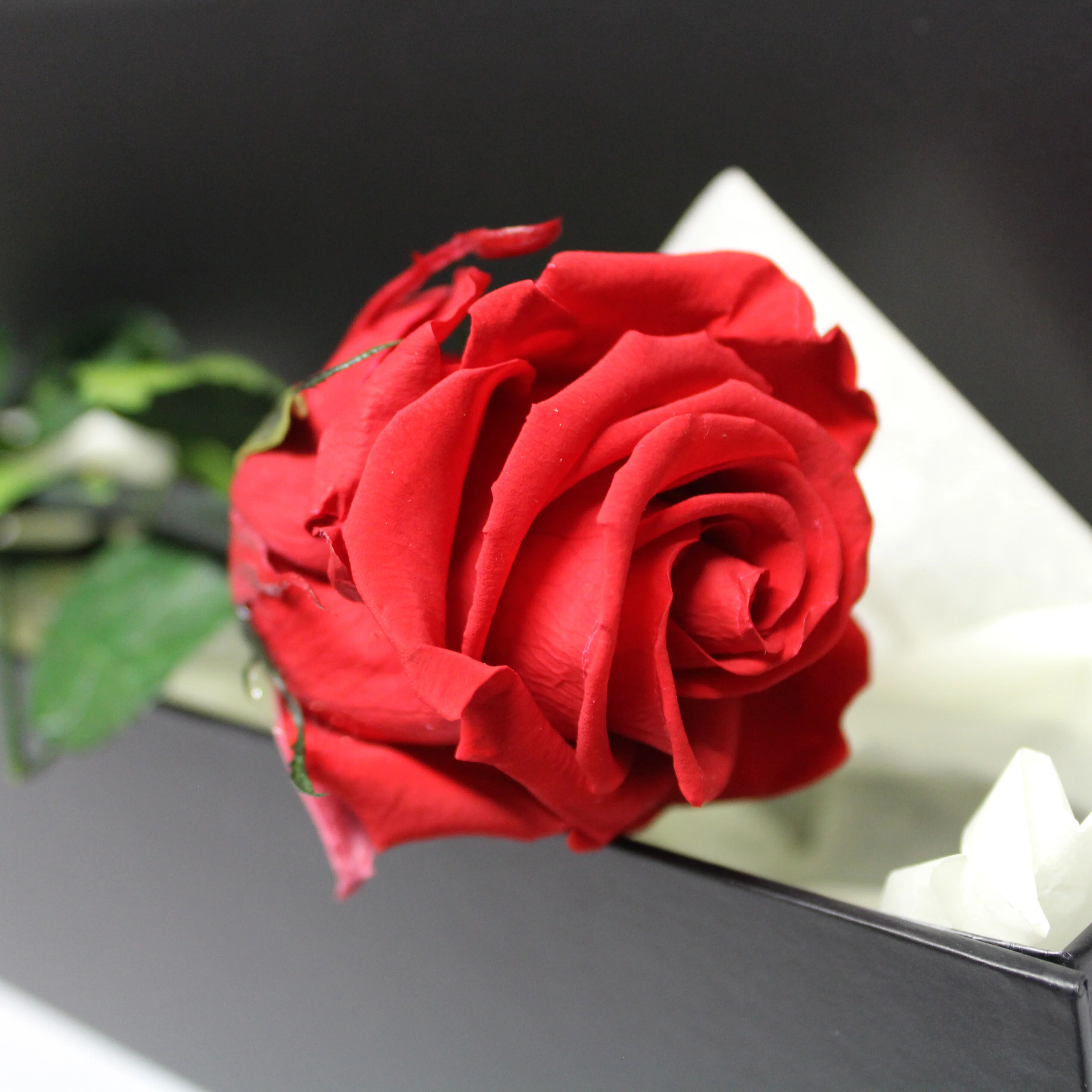 Presentation Rose in Gift Box - Image 3
