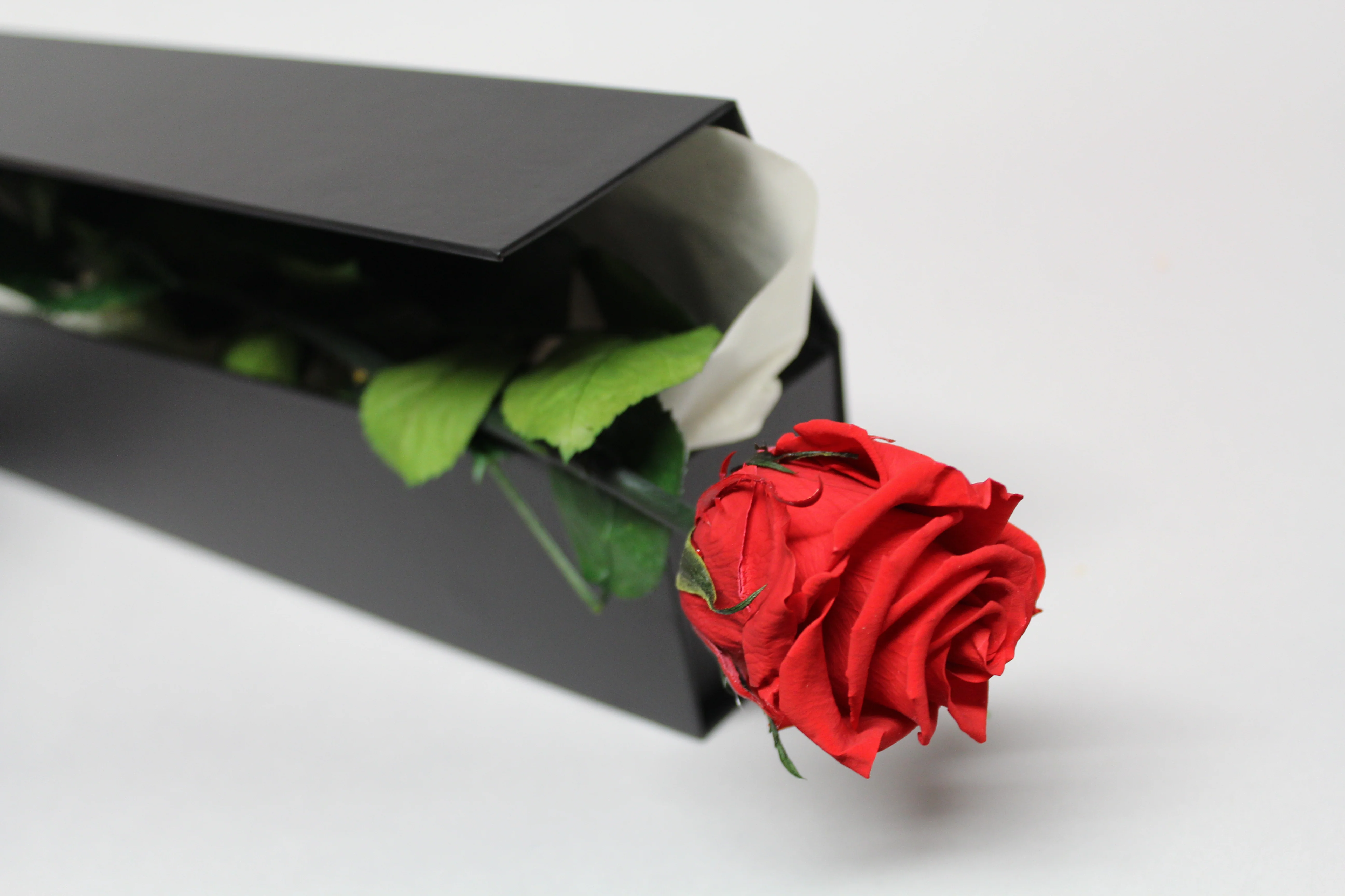 Presentation Rose in Gift Box - Image 4