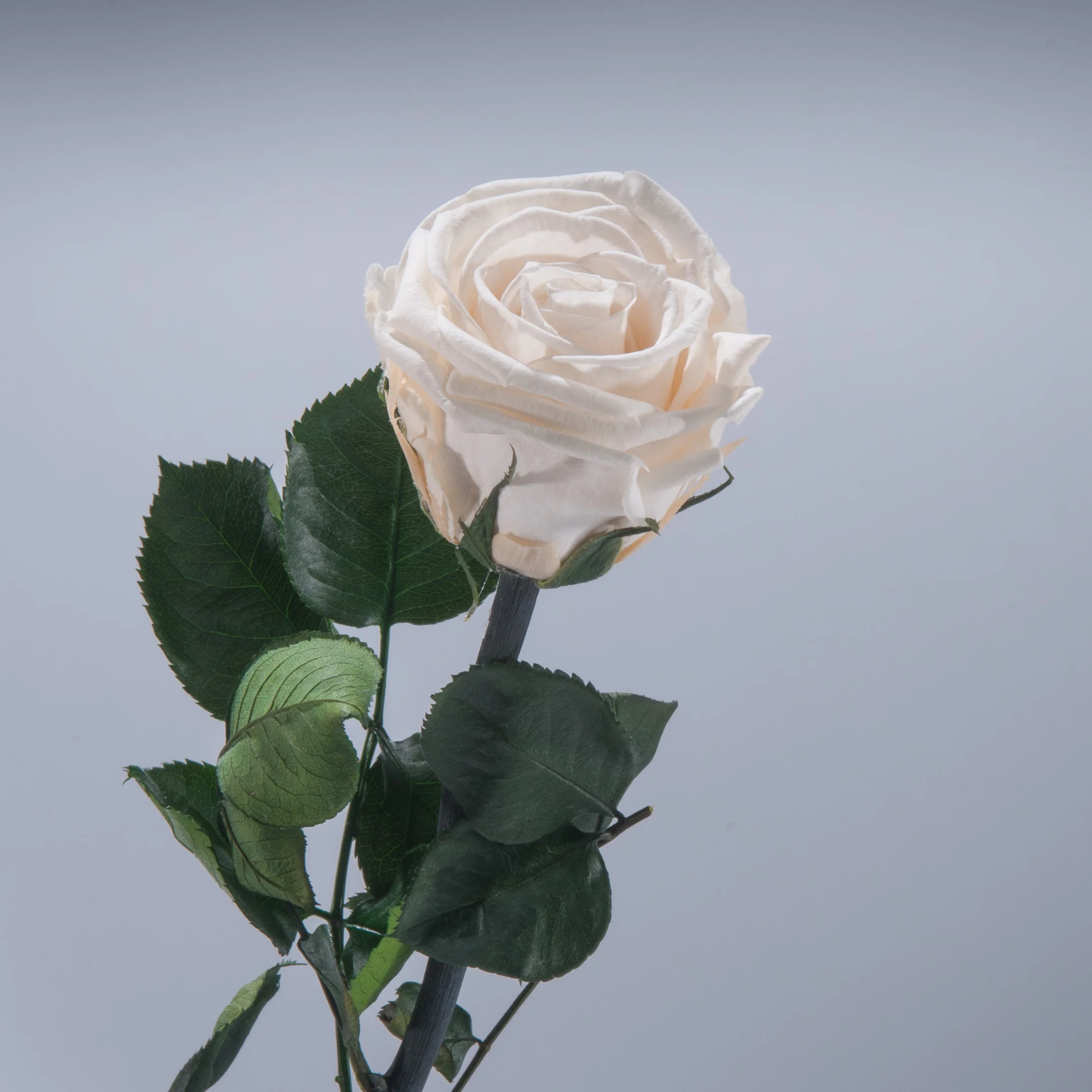 9 Premium Roses In Gift Box - Image 10