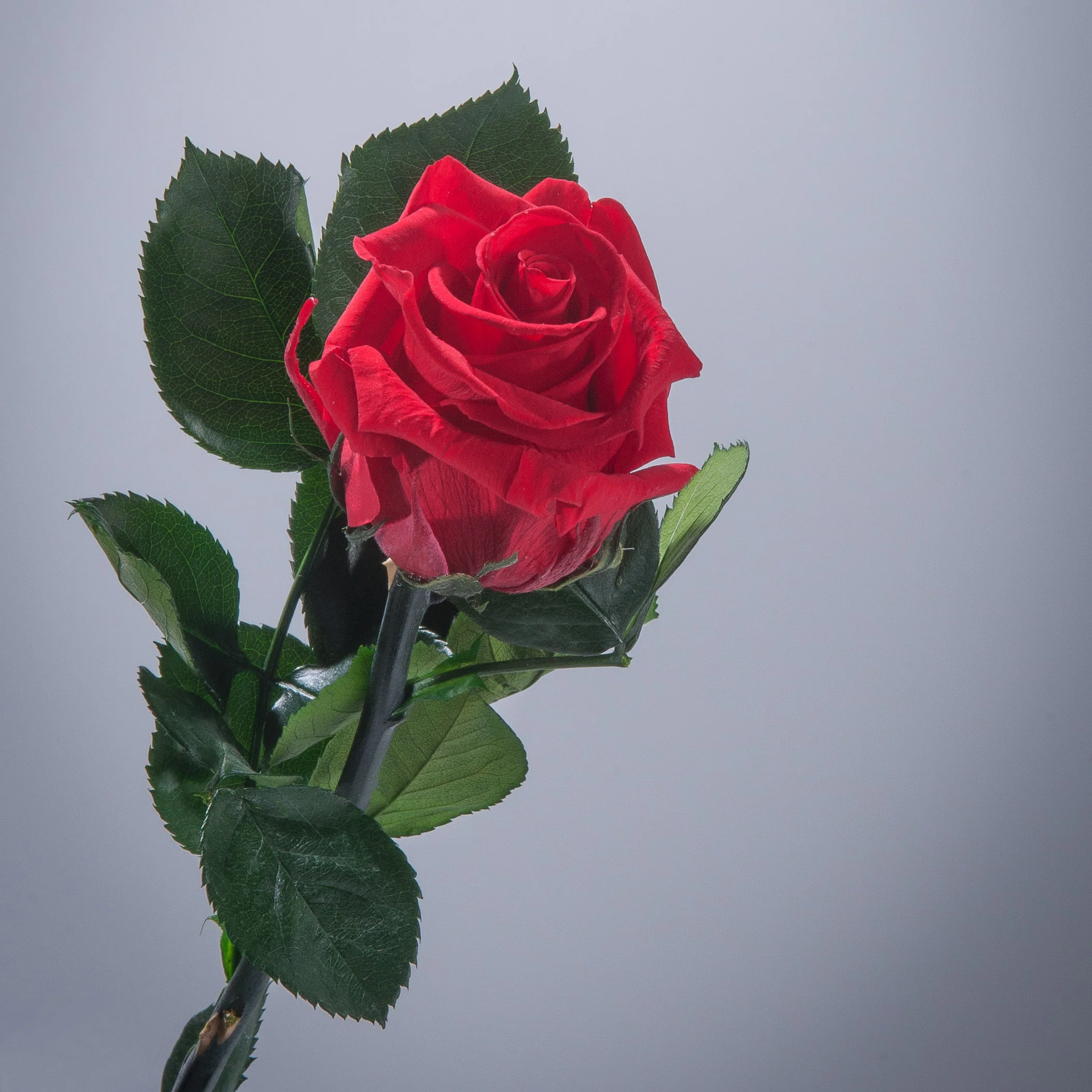 9 Premium Roses In Gift Box - Image 11