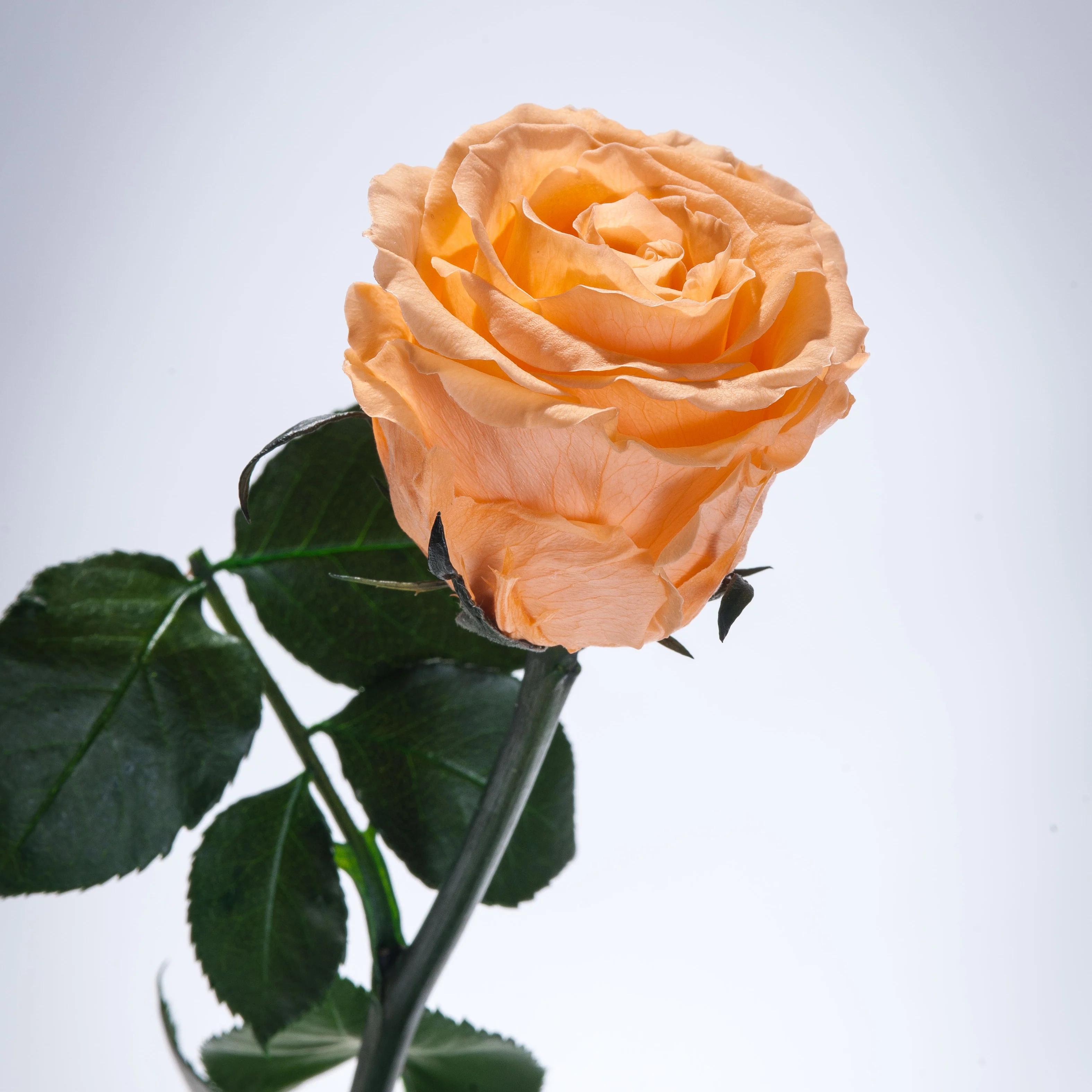 9 Premium Roses In Gift Box - Image 13