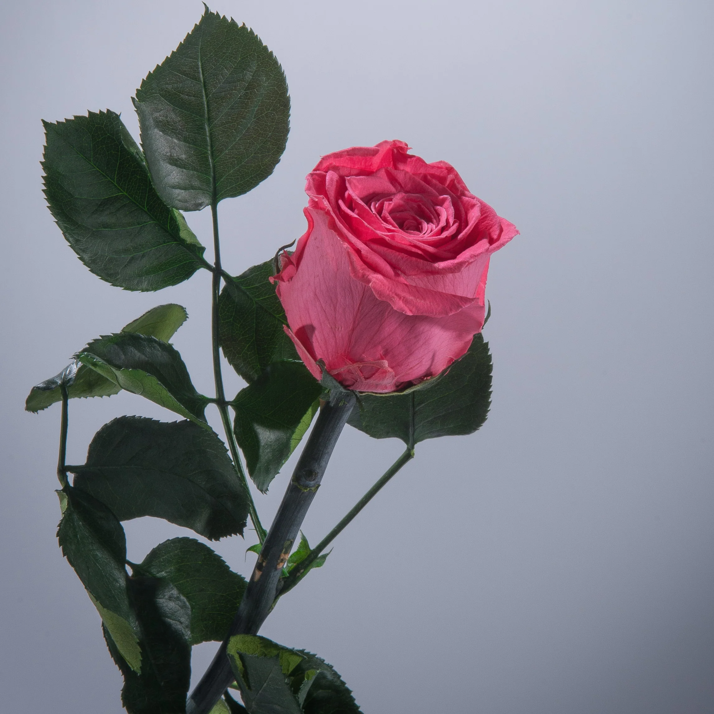 9 Premium Roses In Gift Box - Image 15