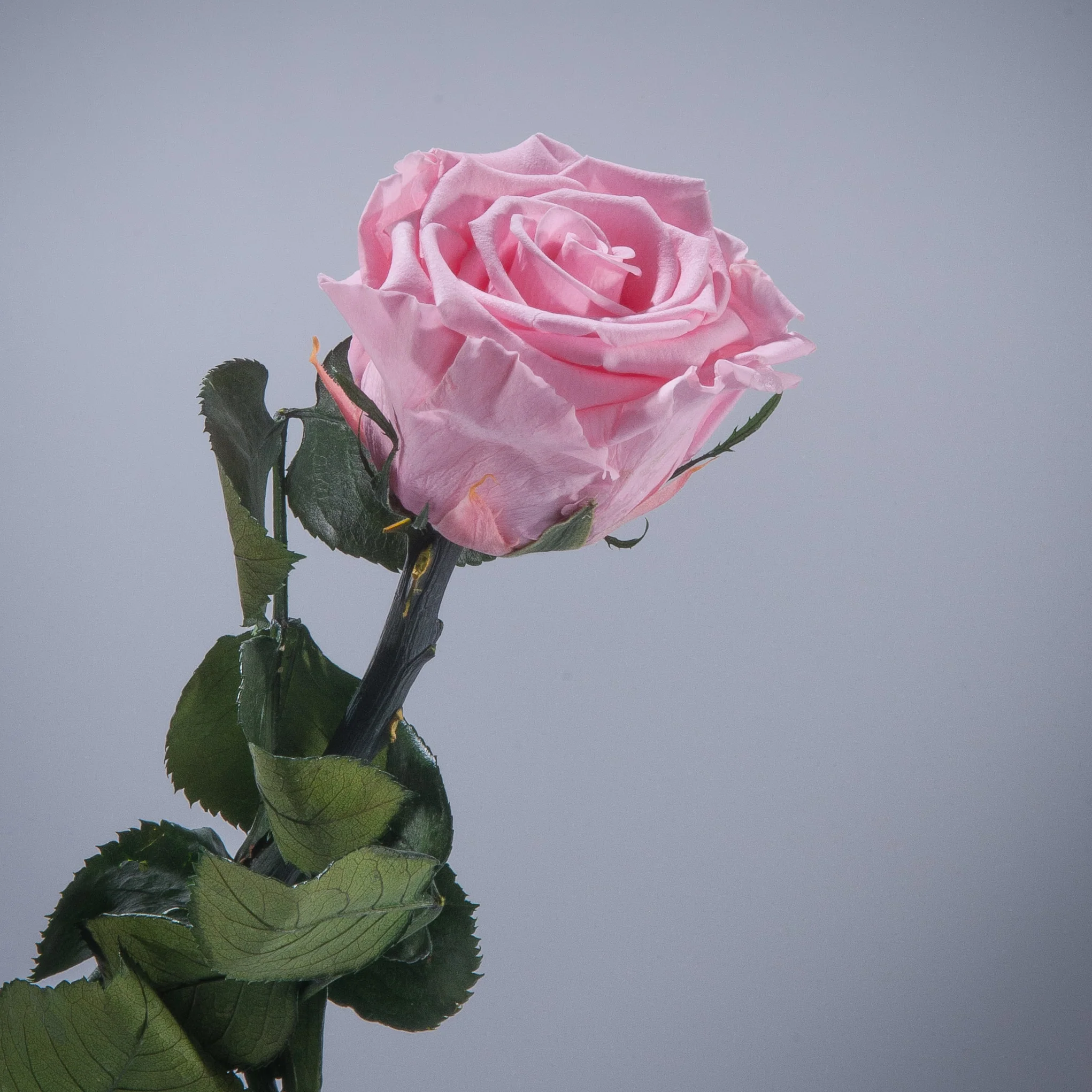 9 Premium Roses In Gift Box - Image 16