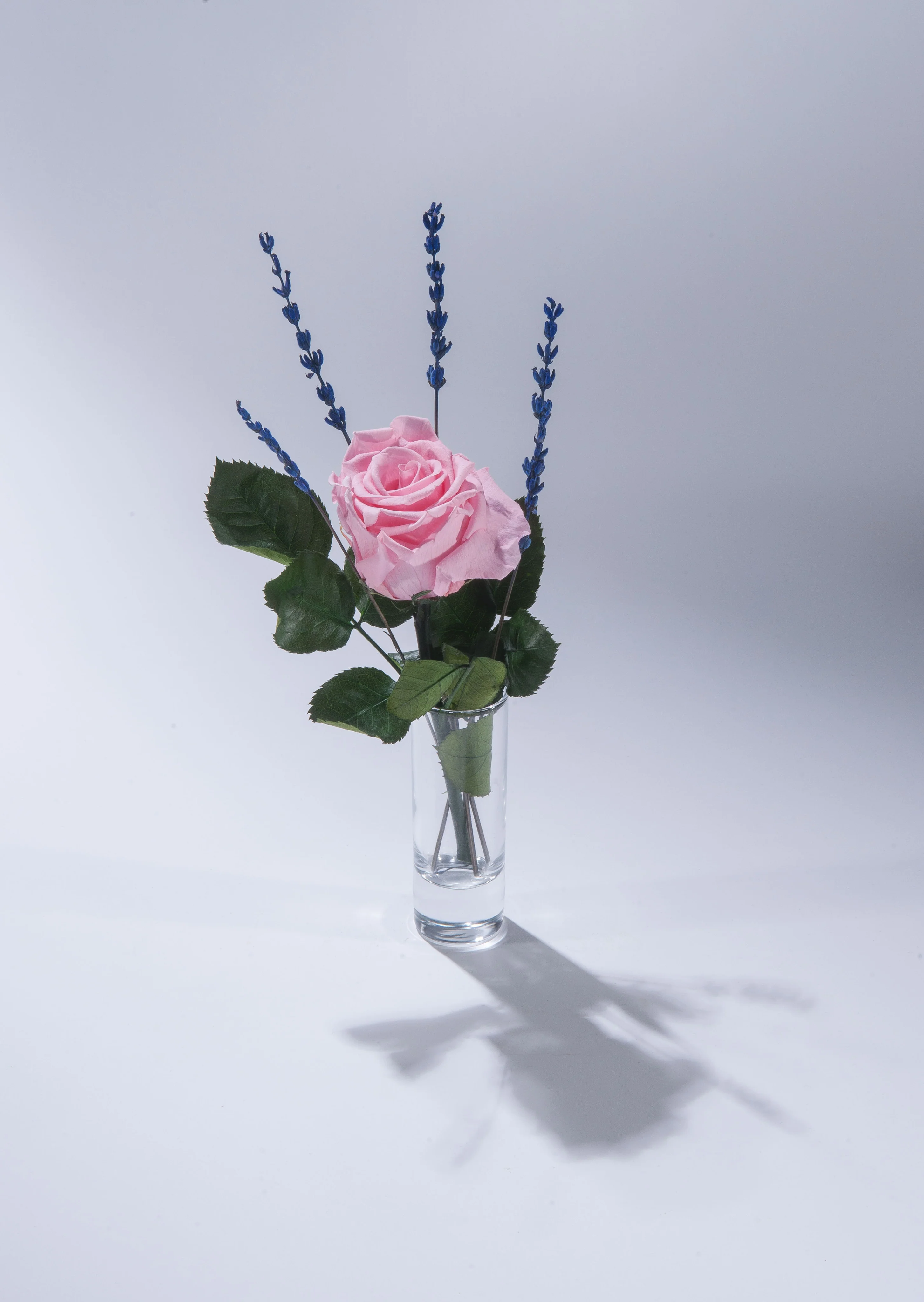Single Magic Rose in sample vase - Image 3